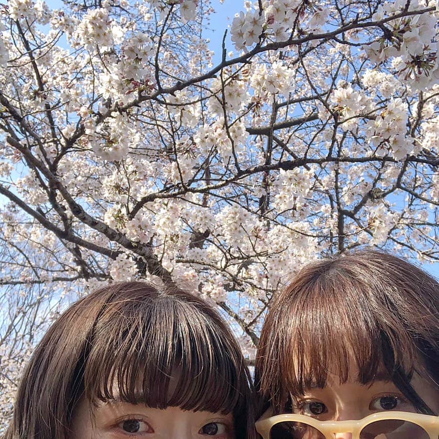 あいりおおかわのインスタグラム：「コロナのせいで大阪行けなくなったけどコロナのおかげで桜が見れた」