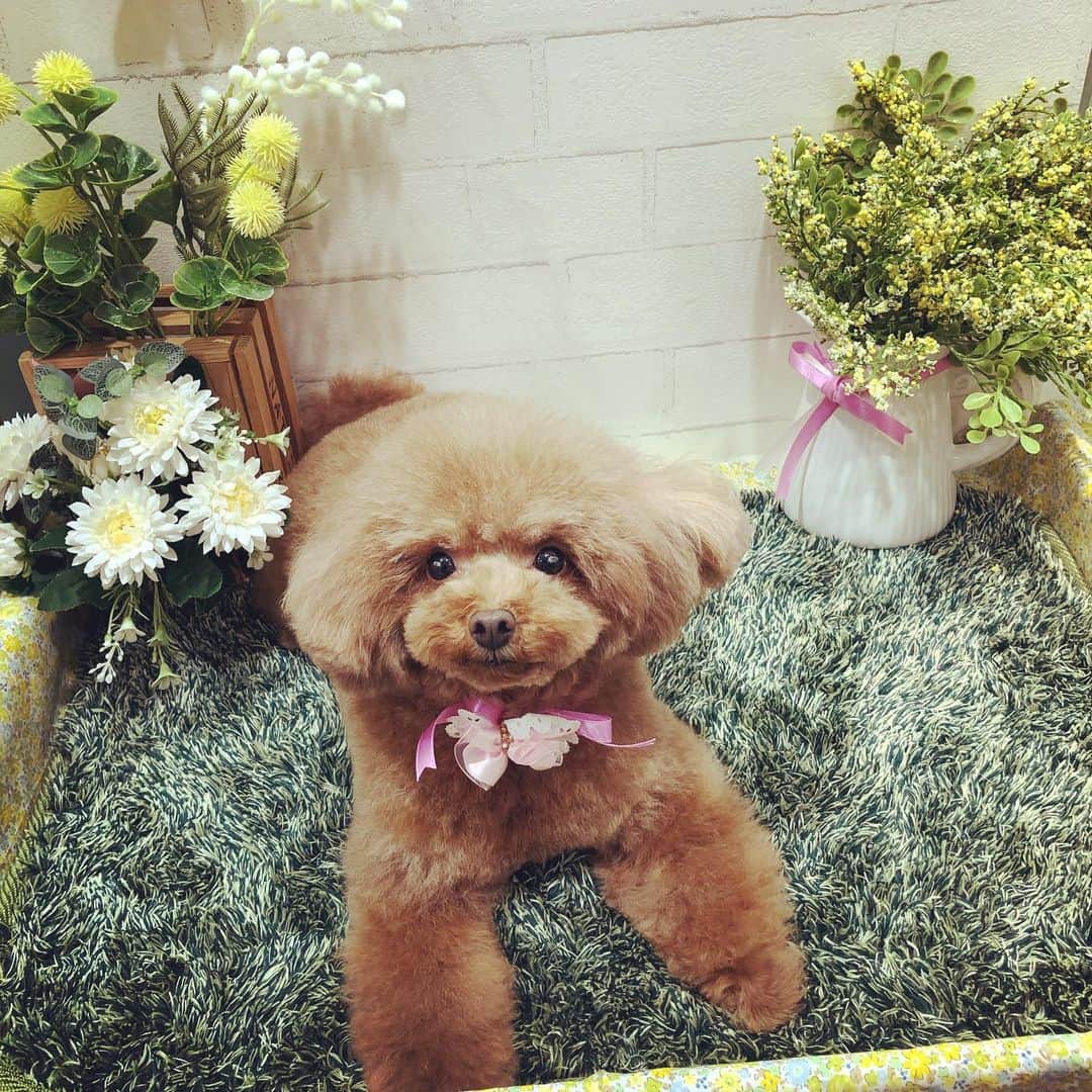 ももちゃん & まろんたんのインスタグラム