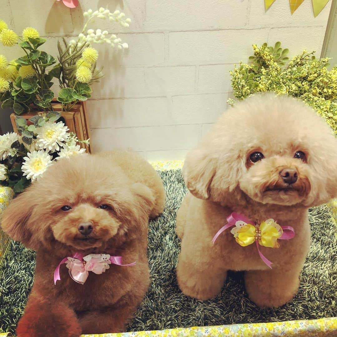 ももちゃん & まろんたんさんのインスタグラム写真 - (ももちゃん & まろんたんInstagram)「トリミング❤️ 写真撮影スポットが可愛すぎた❤️ ・ ・ #dog #dogs #dogstagram #poodle #poodles #poodlelove #poodleclub #toypoodle #toypoodles #toypoodlelove #toypoodleclub #east_dog_japan #all_dog_japan #ig_poodle #poodlesofficial #ふわふわ #ふわもこ部 #トイプードル #トイプードル部 #トイプードル大好き #トイプードル多頭飼い #まろんたん #ティーカッププードル #わんこなしでは生きていけません会 #pecoいぬ部 #joker六本木ヒルズ店 #トリミング #ももちゃん #toypoodleofficial #犬のいる暮らし」3月22日 0時57分 - momoronma