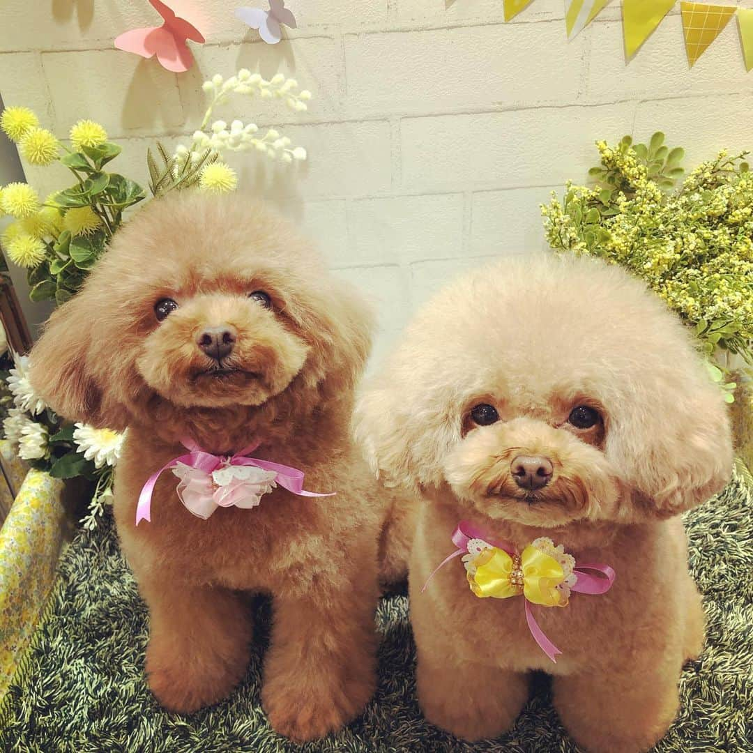 ももちゃん & まろんたんのインスタグラム：「トリミング❤️ 写真撮影スポットが可愛すぎた❤️ ・ ・ #dog #dogs #dogstagram #poodle #poodles #poodlelove #poodleclub #toypoodle #toypoodles #toypoodlelove #toypoodleclub #east_dog_japan #all_dog_japan #ig_poodle #poodlesofficial #ふわふわ #ふわもこ部 #トイプードル #トイプードル部 #トイプードル大好き #トイプードル多頭飼い #まろんたん #ティーカッププードル #わんこなしでは生きていけません会 #pecoいぬ部 #joker六本木ヒルズ店 #トリミング #ももちゃん #toypoodleofficial #犬のいる暮らし」