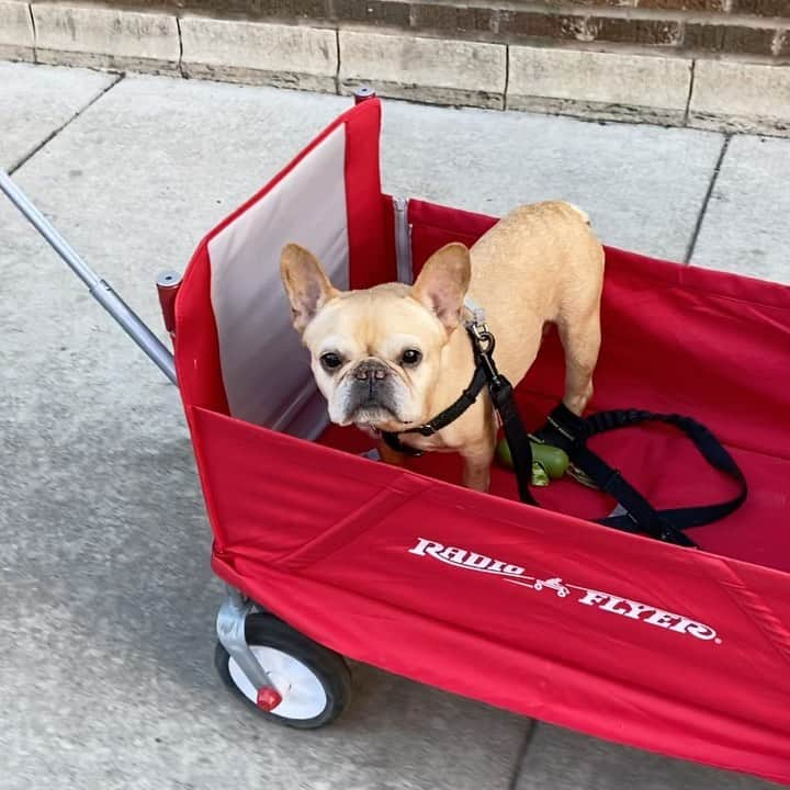 Hamlinのインスタグラム：「Traveling by wagon...plenty of room for groceries and a long handle to keep the driver at the social distance minimum. .......... #saturday #besafe #wheels」