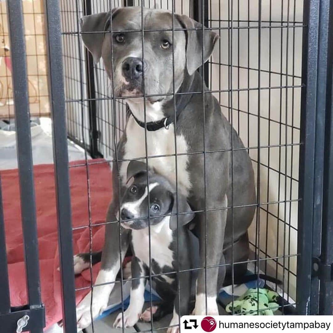 エレン・デジェネレスさんのインスタグラム写真 - (エレン・デジェネレスInstagram)「This is every shelter and rescue organization in every city. Please help with donations or adopt if you can. There’s no better time than staying home and being with an animal. So comforting.  #repost @humanesocietytampabay ・・・ The Humane Society of Tampa Bay is an essential service to the animals and people in our community.⠀ ⠀ Shelter & Intake: We are staying open to accept and adopt animals. Due to COVID-19, we are receiving an influx of animals - owned pets because people can’t afford their care and strays because animals are lost or abandoned. THE ANIMALS NEED US NOW MORE THAN EVER!⠀ ⠀ Animal Hospital: Animals get sick and injured just like people. It is imperative that sick and injured animals receive the medical care that they NEED. Our full-service hospital will remain open to treat the public’s animals.⠀ ⠀ Food Assistance: We are still providing dog and cat food to the public through our food assistance and Animeals programs to help Tampa Bay citizens who are struggling.⠀ ⠀ Action Items: We urge the public to please CONTINUE TO ADOPT from our shelter so that we have enough space to continue to intake animals. When coming to our shelter and animal hospital please be mindful of the new policies we have in place to adhere to the CDC guidelines, the Executive Order issued by the Governor as well as the County Administrator. This will include a longer wait time and completing your adoption paperwork outside.⠀ ⠀ If you have any questions, please contact communications@humanesocietytampa.org⠀ ⠀ #WeAreHSTB #EveryLifeCounts #AdoptDontShop」3月22日 1時35分 - ellendegeneres