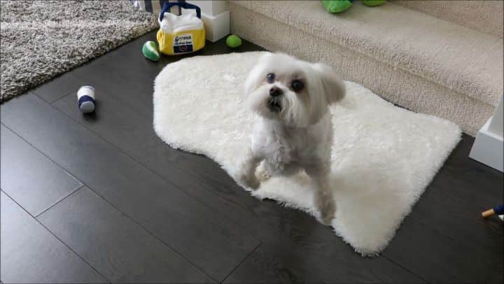 Toby LittleDudeのインスタグラム：「PSA: Remember to wash your hands! 👐🐾」