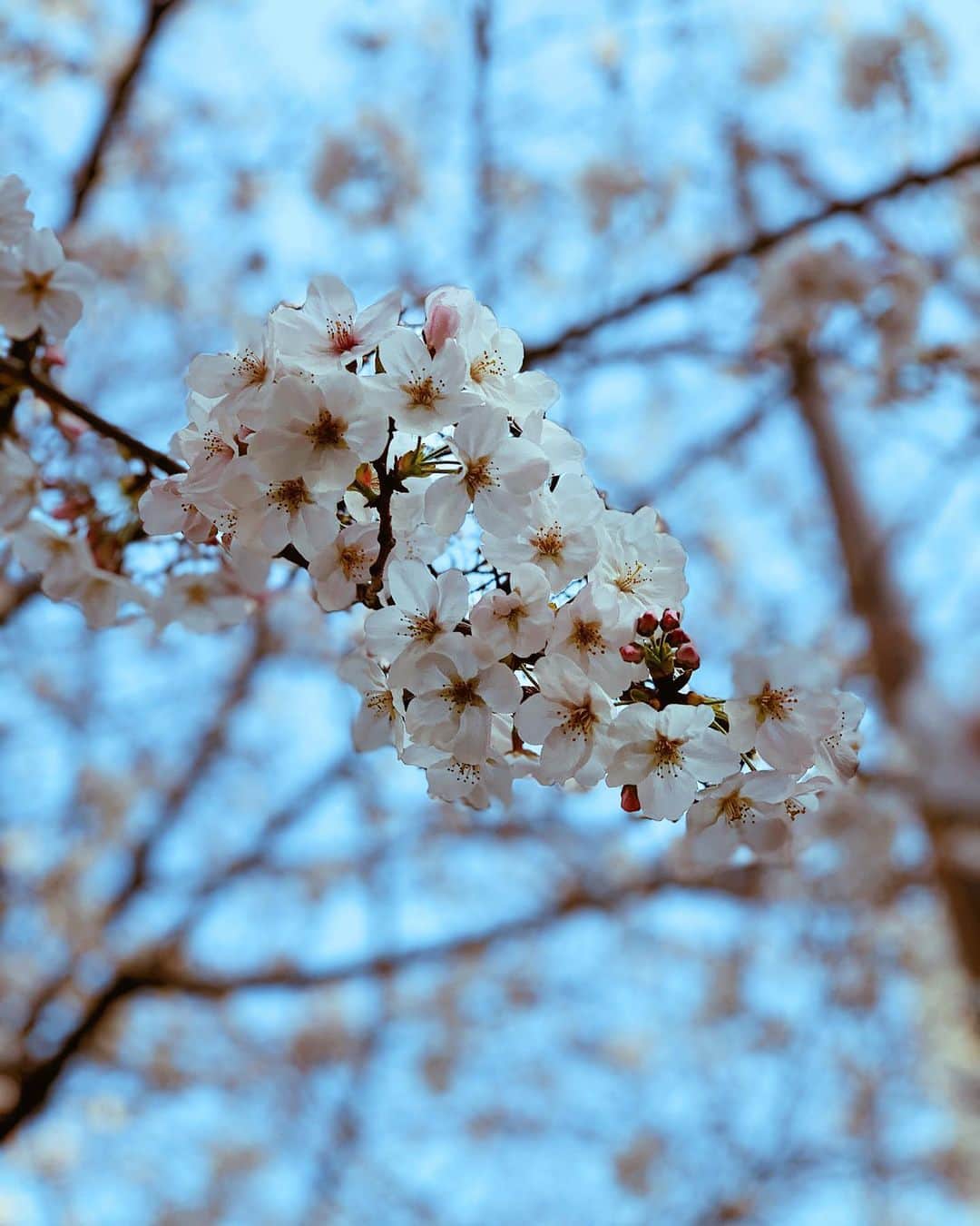 日下裕江さんのインスタグラム写真 - (日下裕江Instagram)「ℰ𝒷𝒾𝓈𝓊 ℳℯ𝒾𝒿𝒾 𝒮𝓉𝓇ℯℯ𝓉  明治通りの桜は８分咲き🌸  とっても綺麗だった✨  満開までもう少し♪  わくわく🎶  #meijistreet #cherryblossom #明治通りの桜 #明治通り #桜 #8分咲き」3月22日 2時25分 - hiroe___h