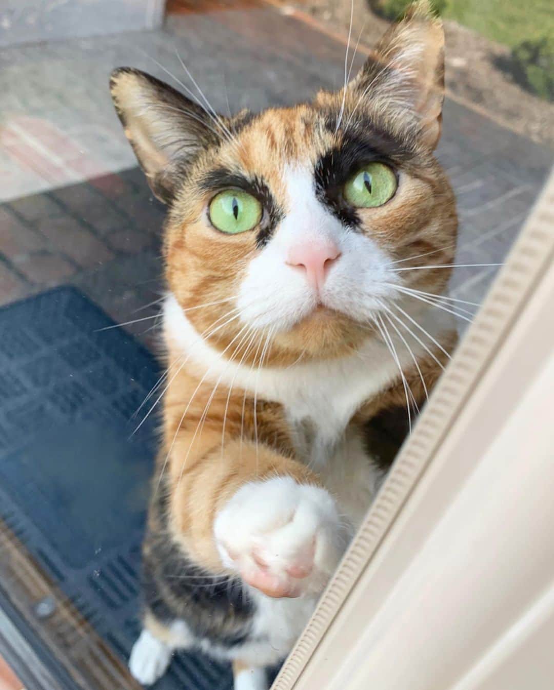リリーのインスタグラム：「Happy Caturday! Sending love from behind the glass door 😽 #lillycrazyeyes #quarantine #socialdistancing #caturday #crazyeyes #instacat」