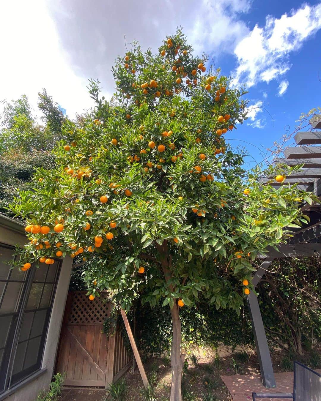 アダム・シャピロのインスタグラム：「Today’s activity. Pick and donate. 🍊」