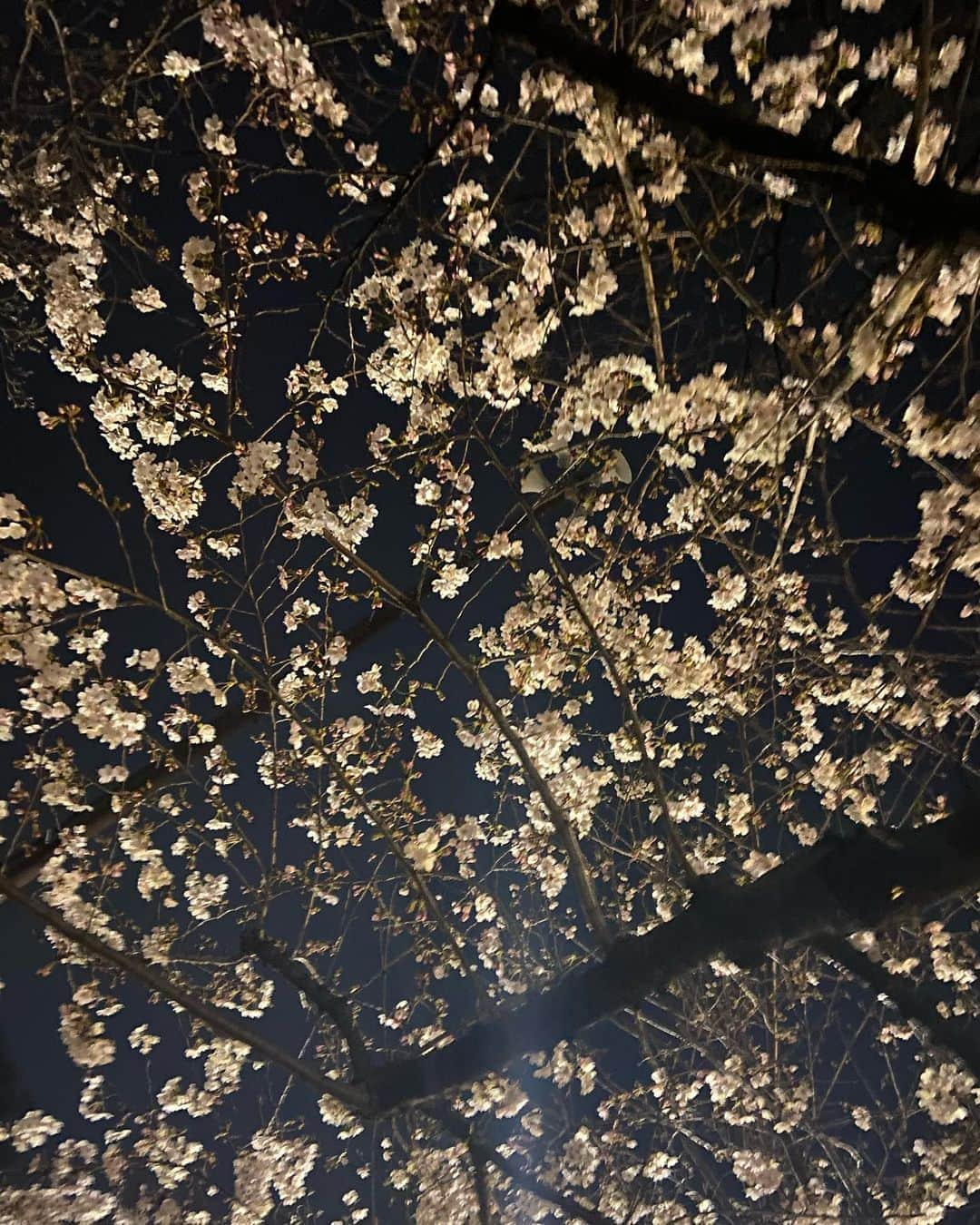 宮村ななこさんのインスタグラム写真 - (宮村ななこInstagram)「夜桜🌸　#photography #photo #cherryblossom #flower #桜 #夜桜」3月22日 3時16分 - miyamuchan_001