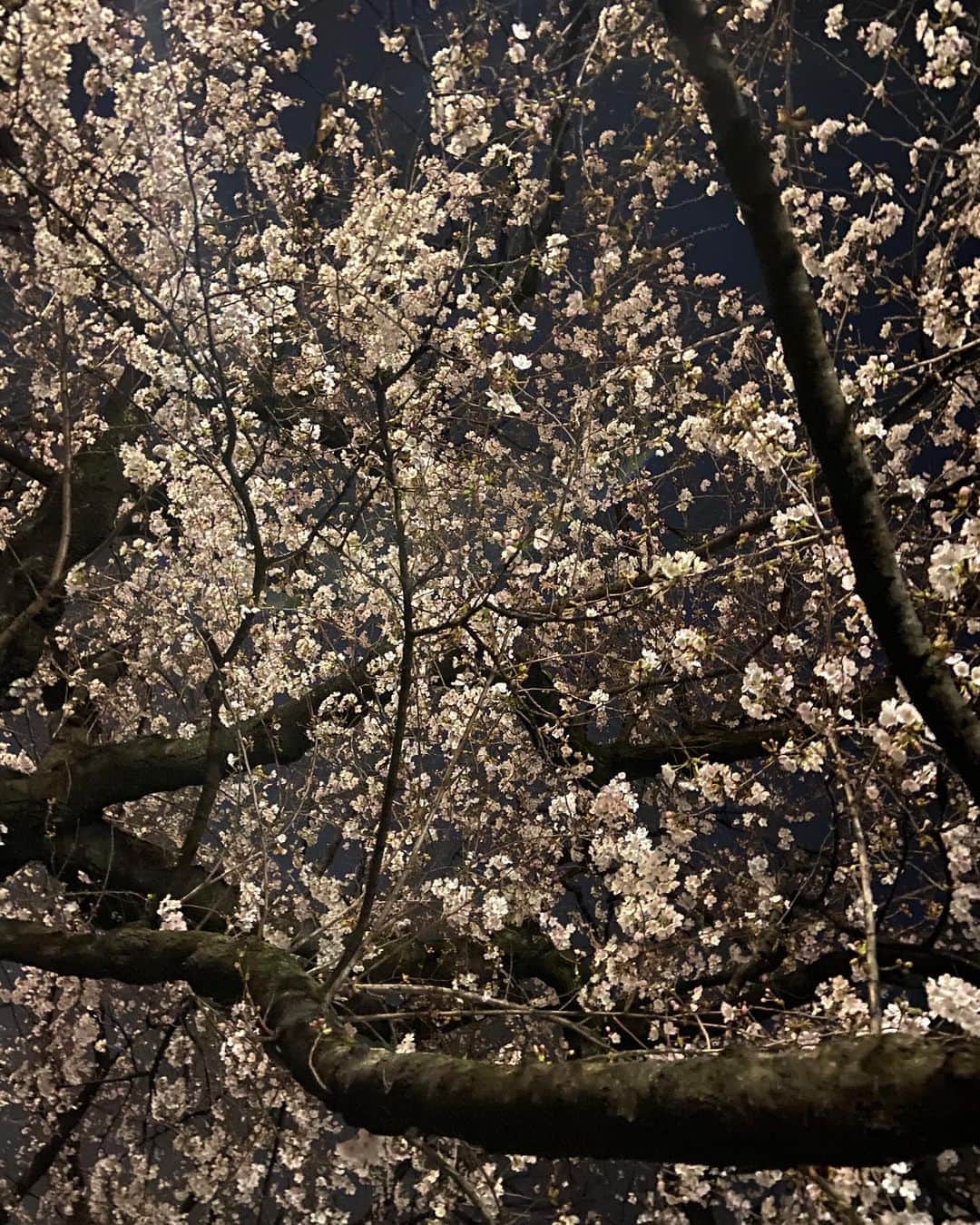 宮村ななこさんのインスタグラム写真 - (宮村ななこInstagram)「夜桜🌸　#photography #photo #cherryblossom #flower #桜 #夜桜」3月22日 3時16分 - miyamuchan_001