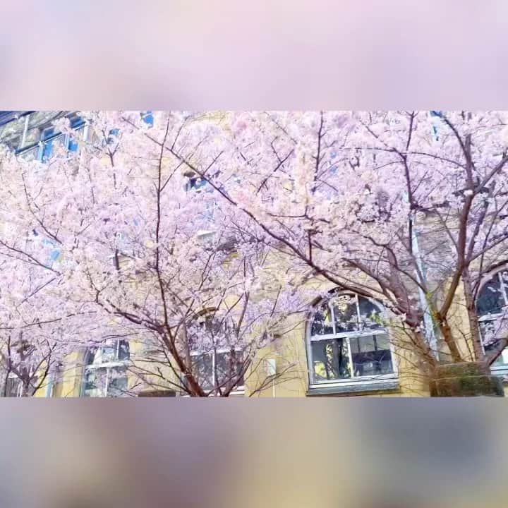 のインスタグラム：「Row of cherry trees 🌸🌸🌸🌸🌸﻿ ﻿ I'm so happy 💝﻿ ﻿ #japan﻿ #日本﻿ #kyoto﻿ #京都﻿ #rowofcherryblossomtrees﻿ #rowofcherrytrees﻿ #桜並木﻿ #満開﻿ #cherryblossomsinfullbloom﻿ #満開の桜﻿ #ピンク﻿ #桜吹雪﻿ #小学校﻿ #背景﻿ #春﻿ #spring﻿ #happy﻿ #しあわせ﻿」