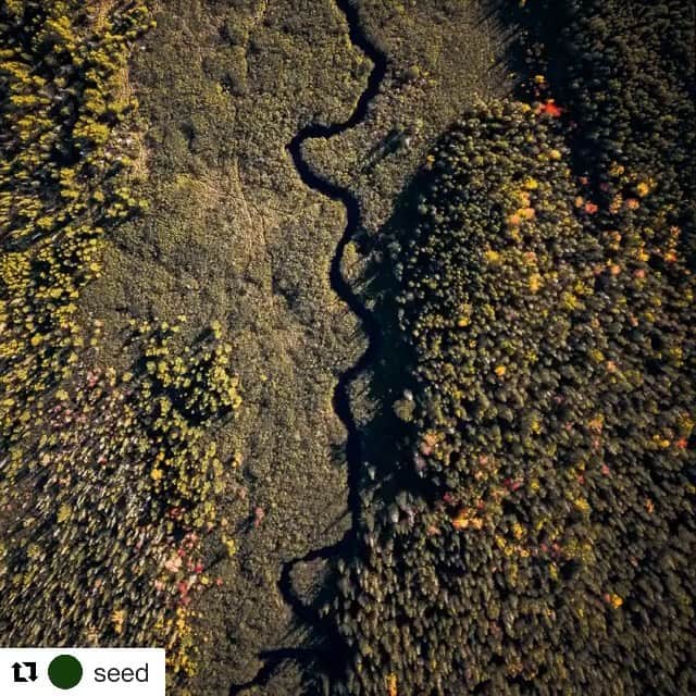 JR・ボーンのインスタグラム：「Thanks for sharing @seed  Brilliant and beautiful information below.  #Repost @seed ・・・ If you're feeling cabin-fever, you might derive some comfort from the knowledge that we may, in fact, be biologically programmed to get outside. The 'biophilia hypothesis,' a term coined by biologist Edward O. Wilson in 1984, suggests that humans are innately driven to connect with nature, and that these affinities—for long walks on the beach, fresh flowers on the table, a leap into a glacial lake—are deeply rooted in our biology. ⁠ ⁠ Now, researchers at Flinders University and the University of Sheffield suggest that our biophilic drive is actually a microbial urge, an impulse they have termed the 'Lovebug Effect.'⁠ ⁠ The authors of this study¹ suggest that our microbiomes crave diversity, which in turn fires up the gut-brain axis to compel us to seek out nature. They hypothesize that humans with diverse microbiomes—i.e. those exposed to a variety of flora and fauna—were at an evolutionary advantage, and therefore our microbiomes actually alter our brain chemistry to prefer a nature-rich environment. In other words, your love of the great outdoors is a "microbially-mediated nature affinity." ⁠ ⁠ What does that mean in the time of COVID-19? Luckily, physical distancing does not have to mean isolation from nature. Public health officials in quarantined areas still recommend daily outdoor time, provided individuals maintain the recommended six-feet of distance. For city-dwellers, early morning walks in less-crowded neighborhoods can provide relief. Explore an empty stretch of beach or a quiet city park. If nothing else, sit by an open window and simply take a moment to breathe in the world outside. Nature will be there, waiting, when we’re ready to open our doors again.⁠ ⁠ _____⁠ ⁠ ¹ Robinson, Jake M. & Breed, Martin. (2020). The Lovebug Effect: Is the human biophilic drive influenced by interactions between the host, the environment, and the microbiome?. Science of The Total Environment. 720. 137626. 10.1016/j.scitotenv.2020.137626.」