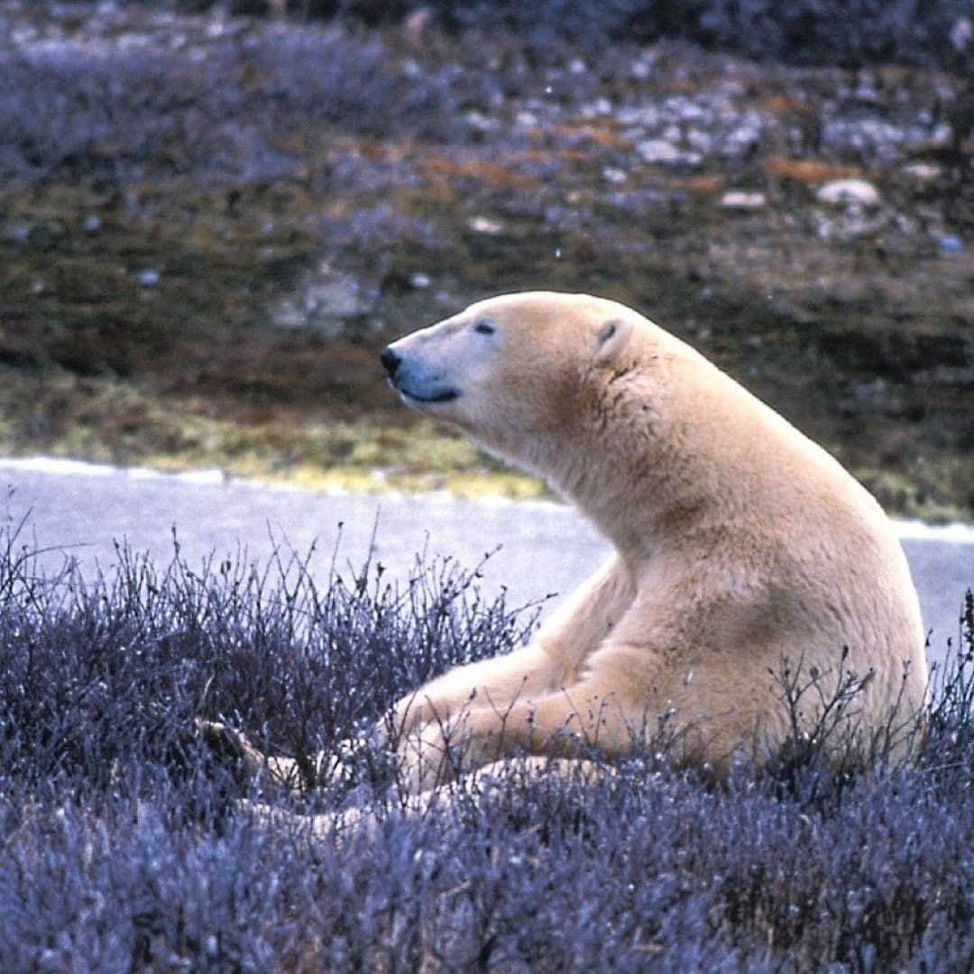 ナショナルジオグラフィックさんのインスタグラム写真 - (ナショナルジオグラフィックInstagram)「Photo by @paulnicklen | Right now we are all living in an extreme environment as the effects of the #coronavirus are felt around the world. That's why we should not forget our humanity, our compassion, our connection, and our accountability to each other. Do you know what is not being canceled or postponed? The chance to write, read, and reflect on how incredible and valuable life on this planet truly is. Feeling a little blue? Continue championing positivity with me at @PaulNicklen. #Covid_19 #TurningTheTide #Gratitude #Hope」3月22日 5時33分 - natgeo