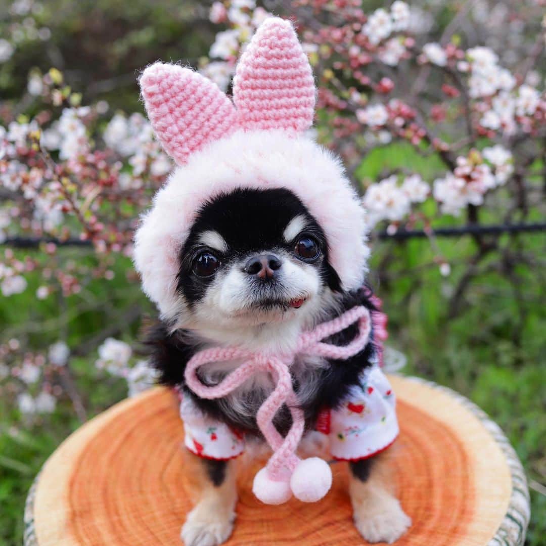 kayoのインスタグラム：「* * めろめろウサギ🐰💕 * * Melon💗 * * #chihuahua#chihuahualove#dogstgram#dog#instadog#チワワ#チワワ大好き * *」