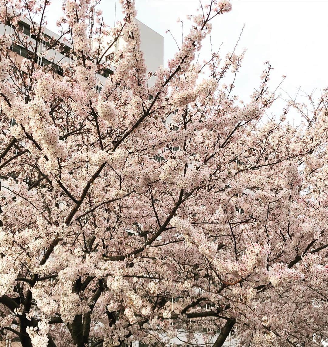 五箇公貴さんのインスタグラム写真 - (五箇公貴Instagram)「願掛け3」3月22日 7時32分 - kimitakagoka