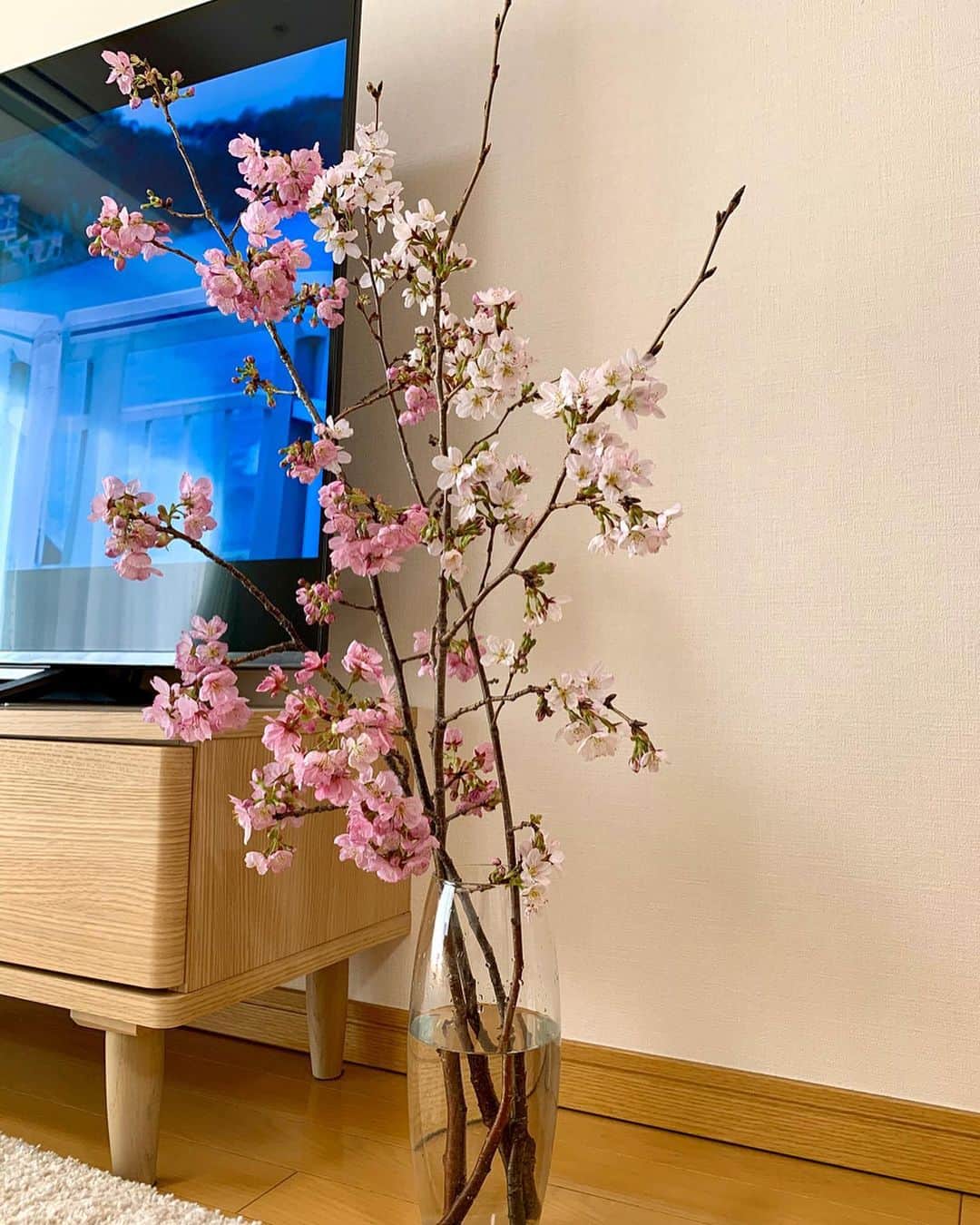 松原汐織さんのインスタグラム写真 - (松原汐織Instagram)「♡ お天気に恵まれた三連休でしたね🌞 両親と移動中に見つけた、国立劇場前の桜がとても綺麗で惚れ惚れとしてしまいました☺️💗 ・ 桜色のニットを着たり、自宅に桜を飾ったり(3枚目📸)、脳内はサクラ一色🤣🌸 例年通りのお花見はできませんし制約の多い日々ですが、出来る限り四季を楽しんでいきたいです✨ ・ #OOTD #coordinate  Sweater / @lounie_jp #lounie  Tshirt / @hanes_japan #hanes  Skirt / @moreplus.inc #moreplus  Bag / @zara #zara」3月22日 18時32分 - shiori_ma_