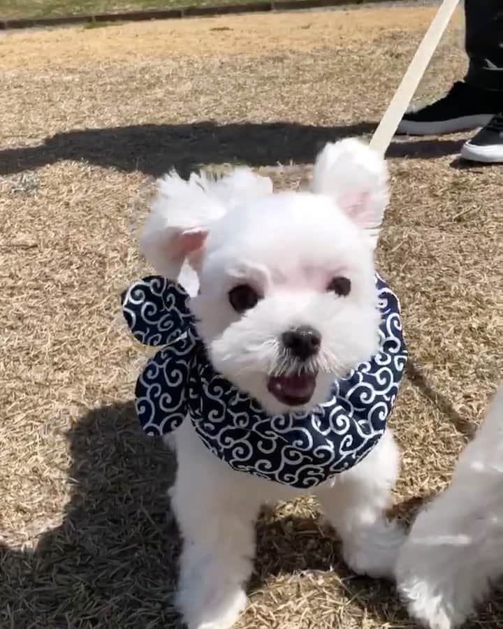 マルチーズ兄妹♡おかゆとおもちのインスタグラム：「…🐶🐾❤🐶🐾❤ . . おかゆ、もっち平城京跡でぬすっこクラブ活動してきたよ！😆 . おかゆともっちと逃げ足の練習〜💨😂 もっちの耳がうささん🐰みたいになってる〜💗😍💭 . 赤ちゃんに抱っこちて〜とせがむもっち😆 何でやねん🤣 . もっち元気過ぎ〜😂✌🏼💕 . #平城京  #平城京跡 #ぬすっこクラブ . . . #9gag #9gagcute #maltese #malteseofinstagram #happydog #dogsmile #doglove #doglover #dogstagram #instadog #lovedogs #ilovemydog #cutedog #dogoftheday #instapet #말티즈 #fluffypack . #okayusan #マルチーズ #犬バカ部  #わんこ  #エブリドッグ  #pecotv #pecodogs #鼻ぺちゃ #マルチーズ兄妹 . .」