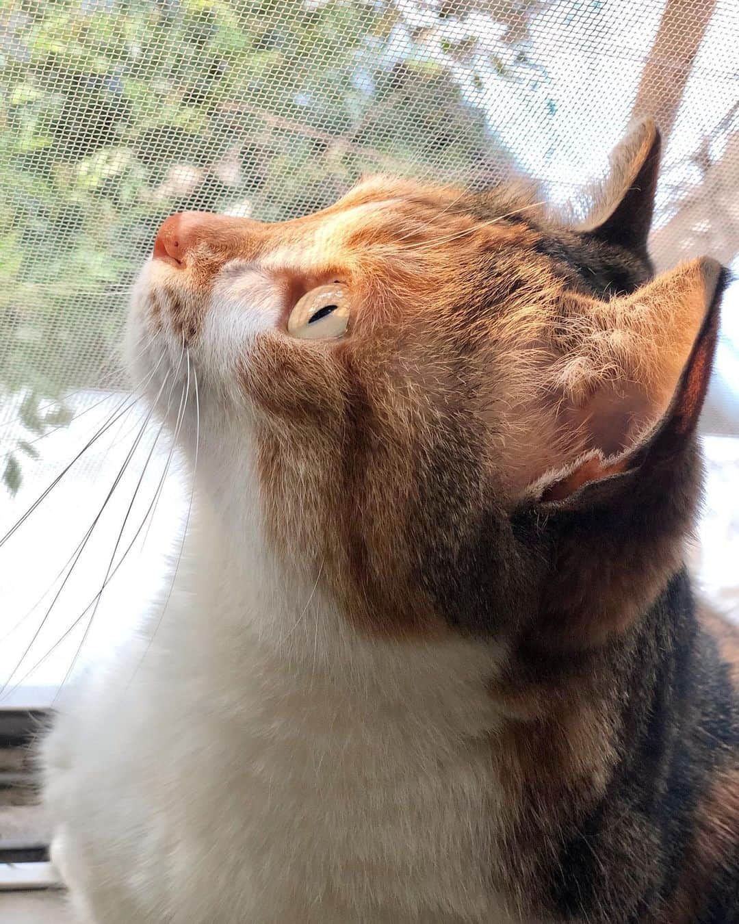 山田稔明さんのインスタグラム写真 - (山田稔明Instagram)「窓のすぐそばの木にムクドリが。チミちゃん、どうにかして仲良くなりたい（ホントは狩りたい）。 #ポチ実 #三毛猫」3月22日 18時27分 - toshiakiyamada