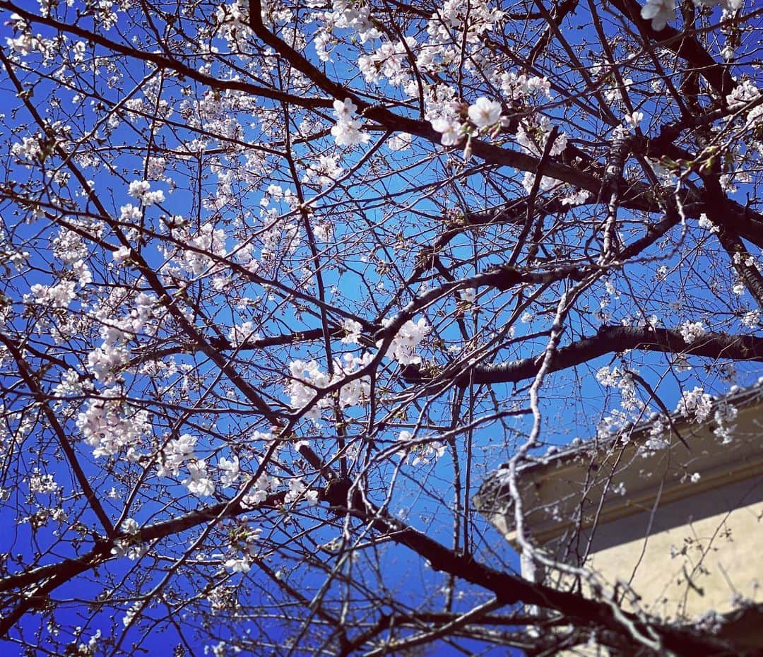穂川果音さんのインスタグラム写真 - (穂川果音Instagram)「東京の桜が満開に🌸 今年は気温が高い日が多く、桜の開花がとても早いですね！平年に比べ12日早い満開の発表です♪ 昼はポカポカ陽気ですが、春は1日の気温差が大きいので、朝晩は暖かくしてお過ごしくださいね♪ 　#桜　#東京　#桜満開　#sakura」3月22日 17時03分 - hokawakanonn