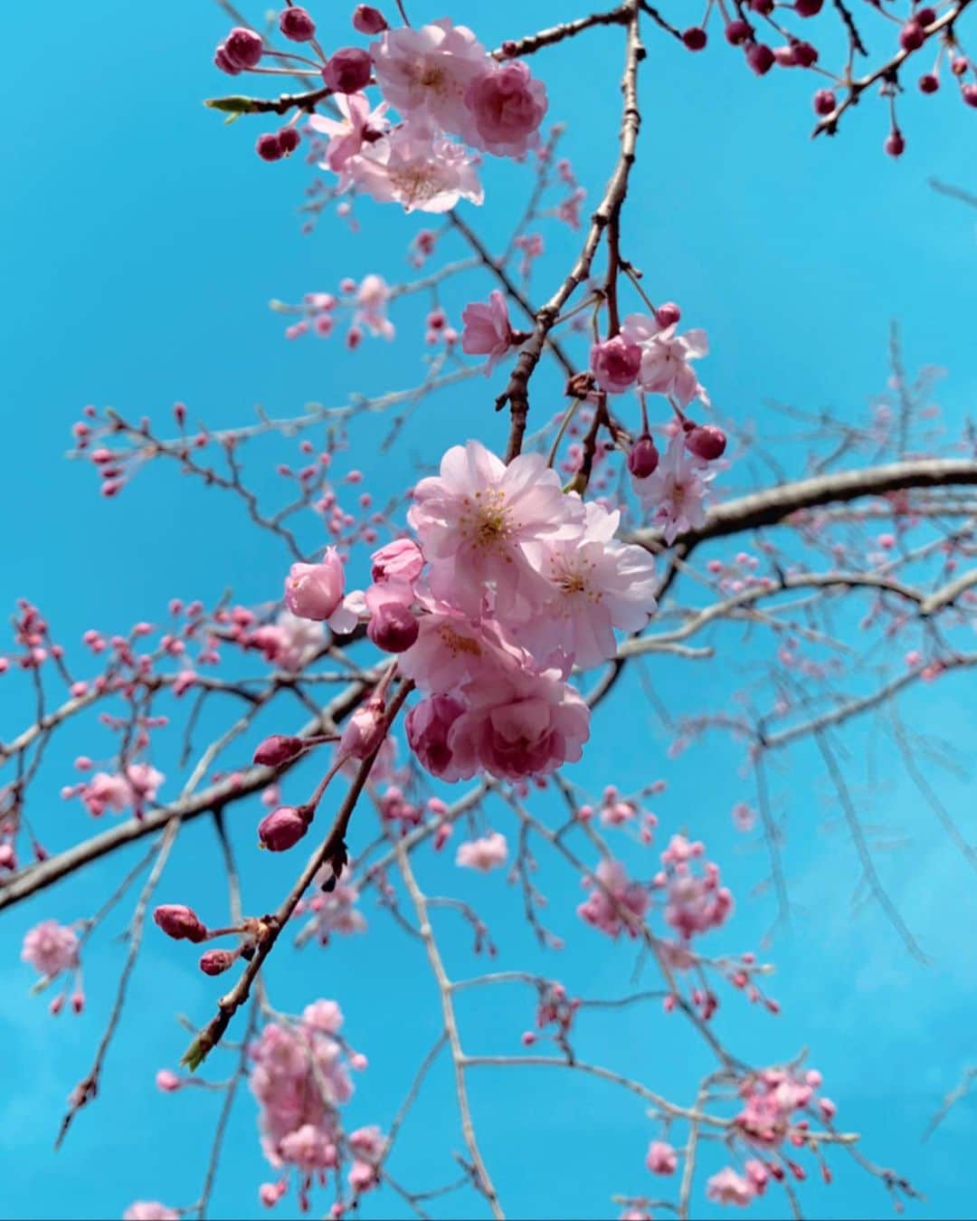 大森美知さんのインスタグラム写真 - (大森美知Instagram)「お散歩しながら見つけた今日のカラフルなお花達。ようやく春が来たね！あっという間の三連休 #桜 #Flower #PINK #RED #yellow #Blue #R1飲んで花粉対策」3月22日 17時01分 - michi_oomori_official