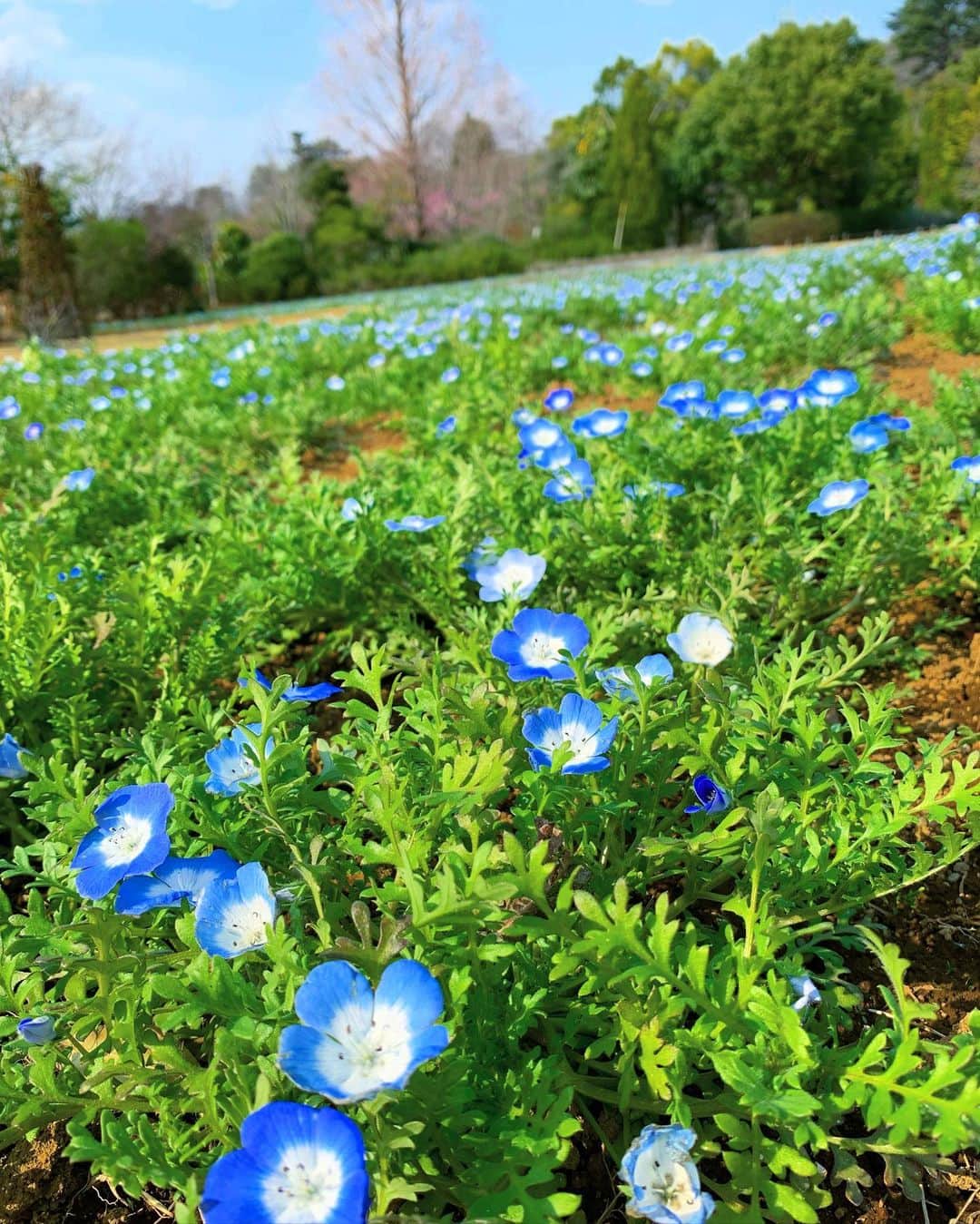 大森美知さんのインスタグラム写真 - (大森美知Instagram)「お散歩しながら見つけた今日のカラフルなお花達。ようやく春が来たね！あっという間の三連休 #桜 #Flower #PINK #RED #yellow #Blue #R1飲んで花粉対策」3月22日 17時01分 - michi_oomori_official