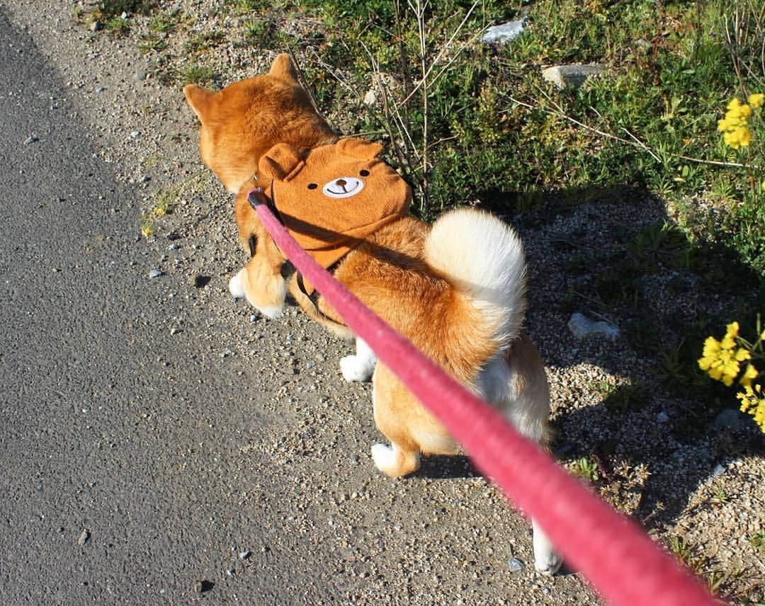 柴犬たま Shibainu Tamaのインスタグラム