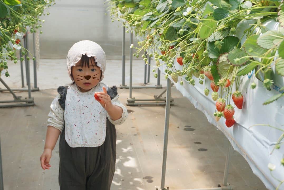 鈴木あすなのインスタグラム：「旬を食べる。 . 苺はどのように実らせているか、野菜はどうやってできているのか、外遊びをしながら伝えています。 . 減農薬で有機肥料の @aquaignis_official  のストロベリーfarmに。 . 畑もあるし、外で走り回れるし、温泉もあって、名古屋からも近くて、何て素敵な場所。。。 . まだまだみんなマスクだけど、暖かくなり春の訪れがすごく嬉しい。 . もう少し様子を見ながら、4月から料理教室を再開するか検討中です。 . またお知らせさせてくださいね。 . #いちご狩り#減農薬いちご#aquaignis」