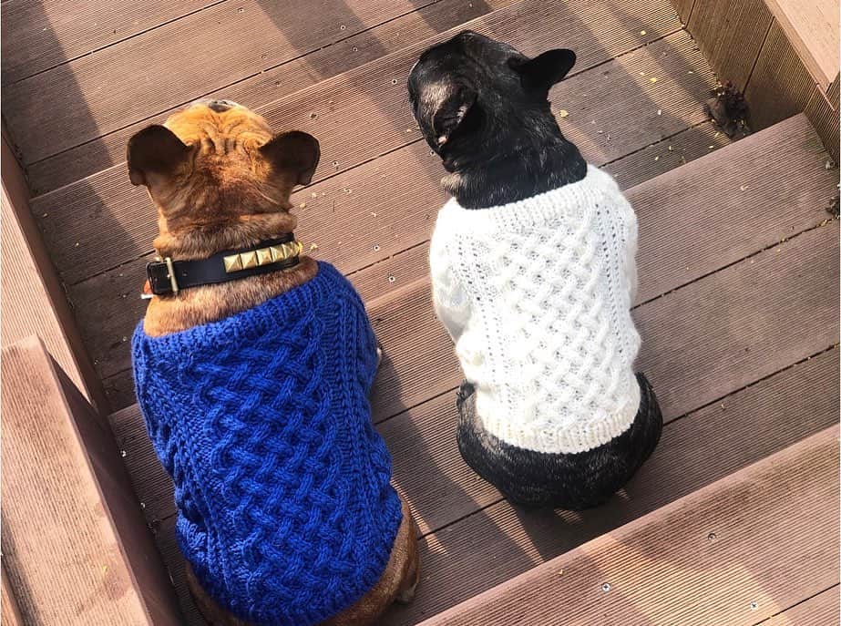 trs0609さんのインスタグラム写真 - (trs0609Instagram)「. . . まいけるママのお手製ニットでツインズ〜💙🤍 .やっと撮れた😆💖 . . 可愛いベアブヒ帽のツインズもたまらん😍💛🤍 . . #まいける家素敵な2日間ありがとう #frenchbulldog #frenchies1#frenchieworld #redfawn #フレンチブルドッグ #フレブル#フォーン」3月22日 17時35分 - trs0609