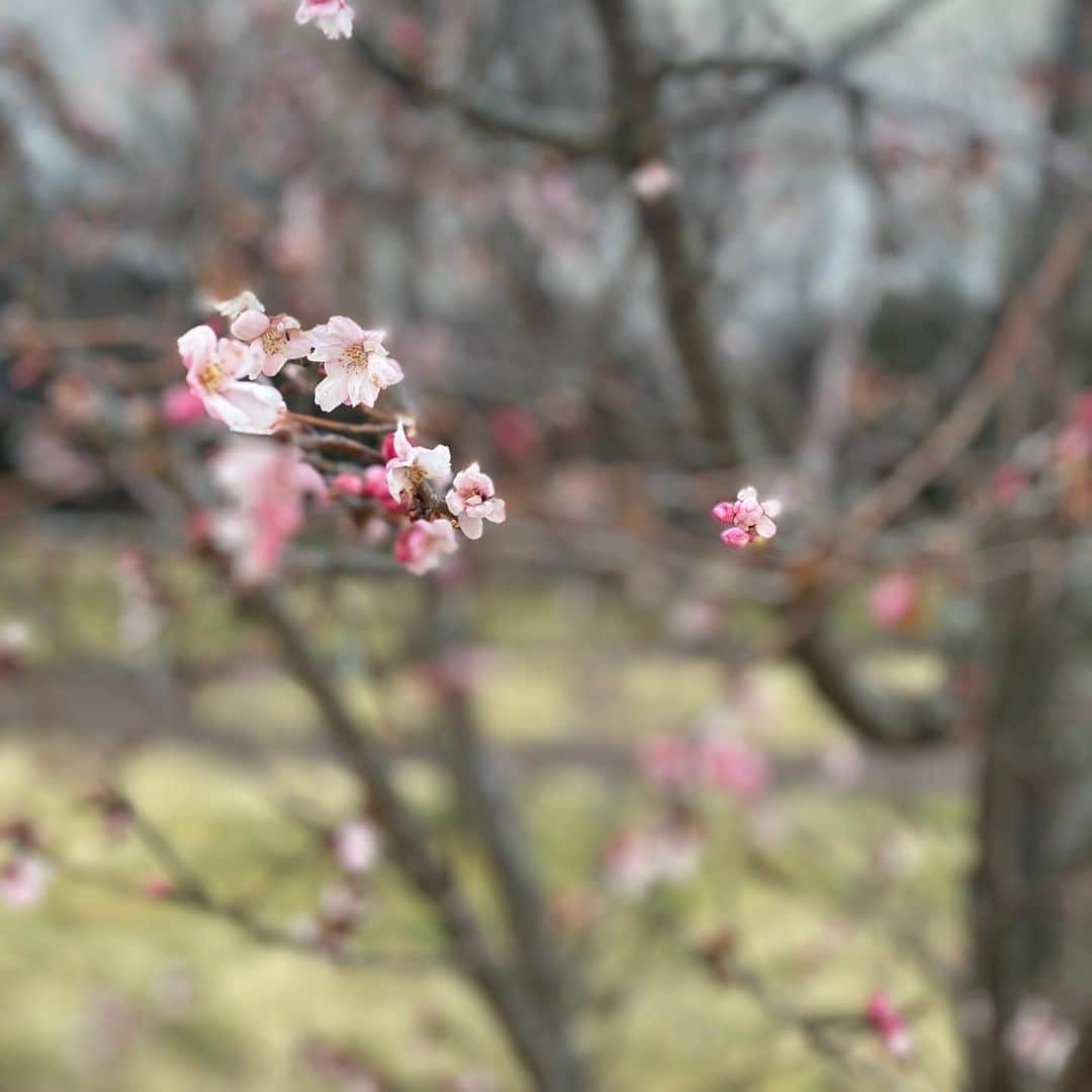 魔女菅原さんのインスタグラム写真 - (魔女菅原Instagram)「岩手県立美術館のジュウガツザクラ。  盛岡の本格的な桜の開花はまだ先ですが、  桜の花が咲いてると思うとつい走って撮りに行っちゃいますね。  #ジュウガツザクラ #盛岡の桜  #岩手県立美術館 #桜が好きな人と繋がりたい  #魔女菅原」3月22日 17時37分 - hatsuyosugawara