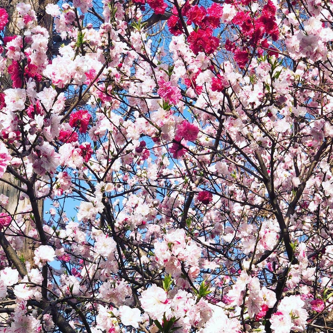 花總まりさんのインスタグラム写真 - (花總まりInstagram)「一本の木に3色の花びら🌸 本当に綺麗☺️」3月22日 18時01分 - hanafusamari_official