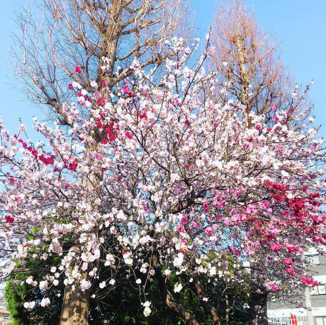 花總まりさんのインスタグラム写真 - (花總まりInstagram)「一本の木に3色の花びら🌸 本当に綺麗☺️」3月22日 18時01分 - hanafusamari_official