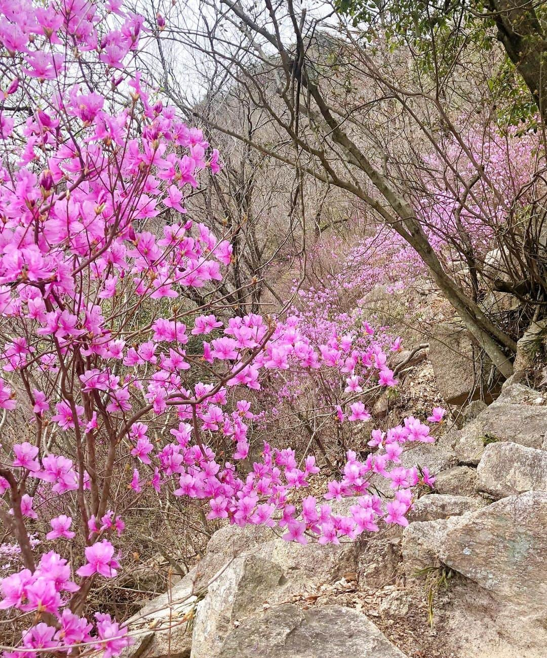 りりあさんのインスタグラム写真 - (りりあInstagram)「家族でハイキング⛰ ・ ・ ・  #芦屋ロックガーデン #風吹岩 #ハイキング　#自然いっぱい #コバノミツツジ #きれい #野生のイノシシ #あえなかった #hiking #ashiyarockgarden」3月22日 18時14分 - lilliakarina