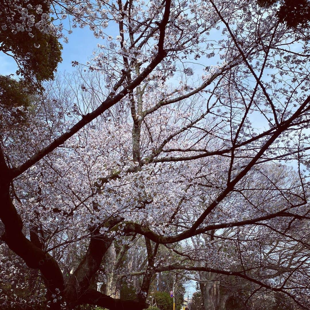 田添菜穂子さんのインスタグラム写真 - (田添菜穂子Instagram)「The cherry blossoms are in full bloom in Tokyo!! 風が強い中、たくさん自転車こいだら、つかれたけど、回り道すればするほど、いろんなところで桜に出会えて癒されました😊🌸 #桜 #桜満開 #cherryblossom #fullbloom #自転車でお出かけ #桜古木 #cherryblossoms #cerisier #floraison」3月22日 18時15分 - nahokotazoe