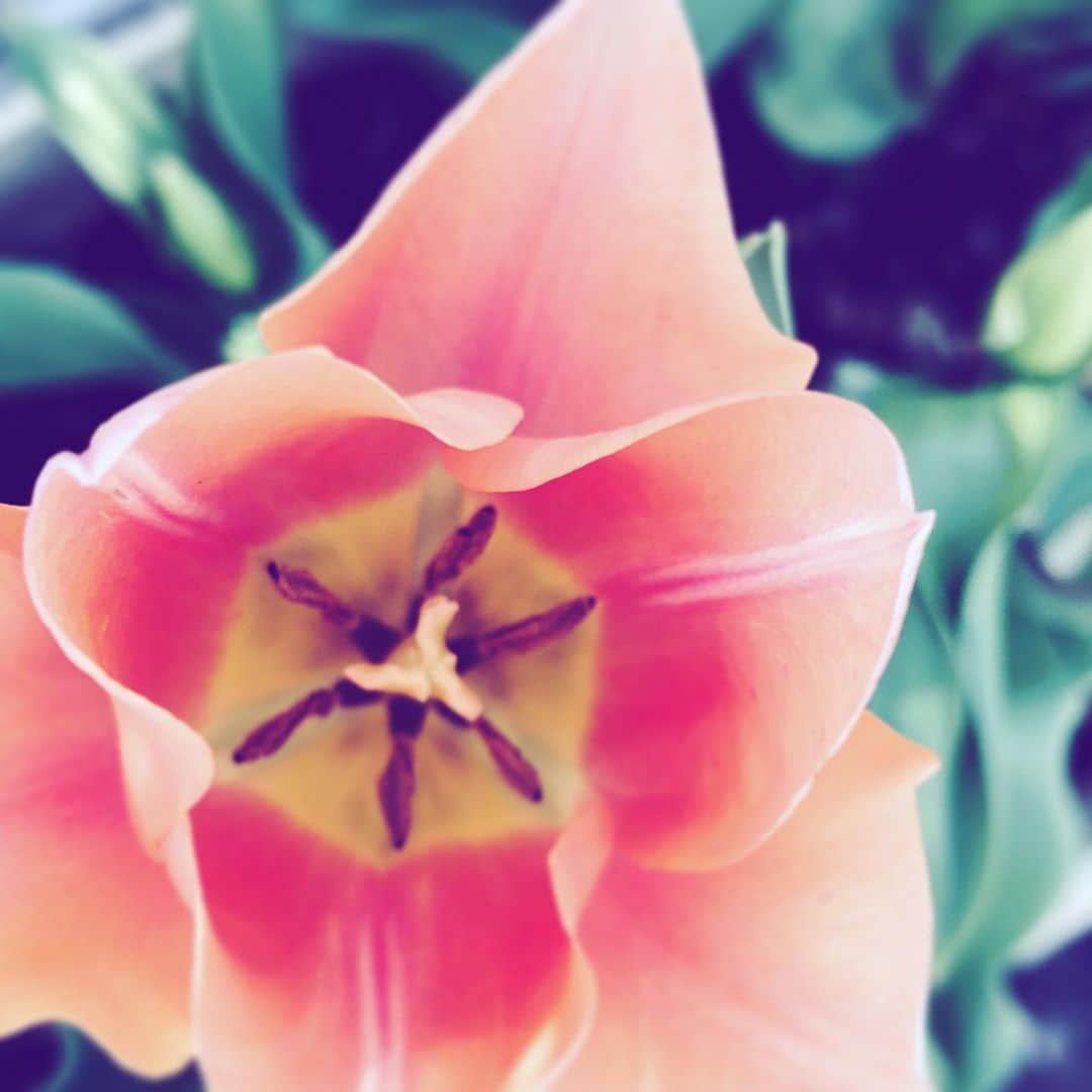 中野敬久さんのインスタグラム写真 - (中野敬久Instagram)「#flower #flowersoflife #tulip #orange #hope」3月22日 9時23分 - hirohisanakano