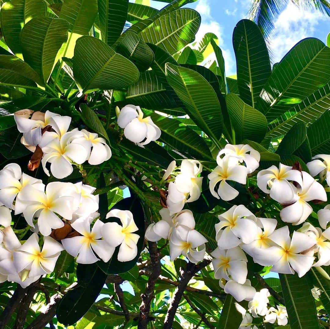 牛窪万里子さんのインスタグラム写真 - (牛窪万里子Instagram)「My Sweet Memories  自然の美しさと癒しを改めて感じる今  懐かしいハワイの思い出  来年はまた行けるかな  #ハワイ #ホノルル  #また行けるかな  #美しい風景 #自然 #海 #花  #癒し  #海外旅行 #自然の美しさに感動  #hawaii」3月22日 9時50分 - mariko_ushikubo