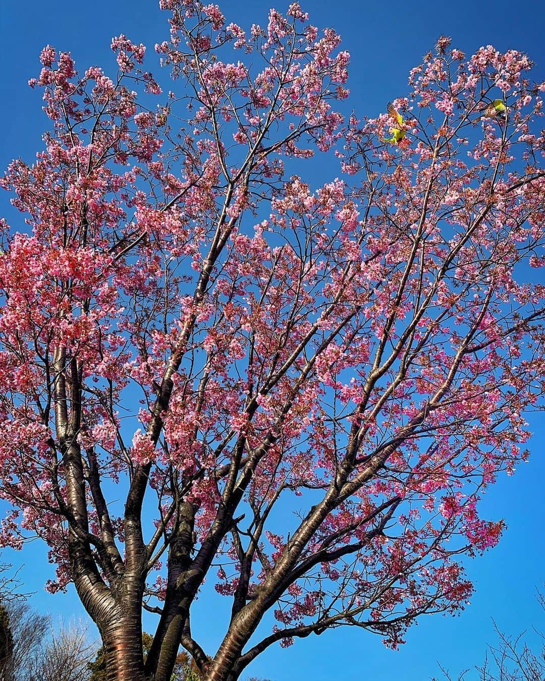 里海さんのインスタグラム写真 - (里海Instagram)「これはピンクの🌸桜！ そろそろ、薄いピンク色の🌸桜が咲き始めますね💕楽しみ🥰」3月22日 10時00分 - satoumi0330