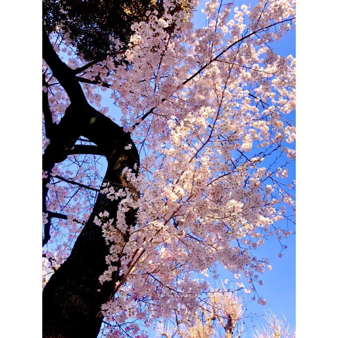 佐竹明咲美さんのインスタグラム写真 - (佐竹明咲美Instagram)「歩きお花見してきました🌸 桜をみられるだけでも 贅沢に思える🥰 今まで気付かなかった 日常の小さな幸せに 日々出会っている気がします🤔  #お花見　#歩きお花見　#桜」3月22日 10時19分 - asami_satake