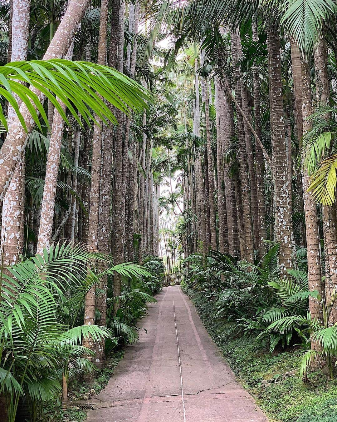 Hyatt Regency Naha Okinawaさんのインスタグラム写真 - (Hyatt Regency Naha OkinawaInstagram)「Receive the blessing of nature in Okinawa❗️🌴🌵」3月22日 10時21分 - hyattregencynahaokinawa