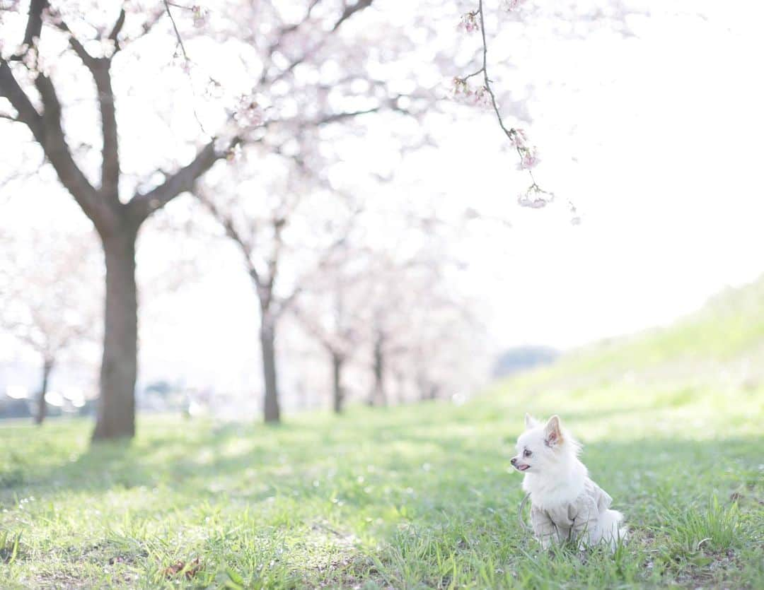 mamiのインスタグラム：「* 我が家のペコちゃん♡ . . チワワの横顔って なんでこんなに可愛いんだろ♡ . .  #オールドレンズ  #オールドレンズに恋をした #オールドレンズで繋がりたい #私が紡ぐ物語 #chihuahua #チワワ#poodle #toypoodle #プードル #トイプードル  #petstagram #dogsofinstagram #dogoftheday #fluffypack #dailypetstars #igersjp #_lovely_weekend #Airy_pics #whim_fluffy #tokyocameraclub #ファインダー越しのわたしの世界 #写真好きな人と繋がりたい #桜並木 #北浅羽桜堤 #安行寒桜」