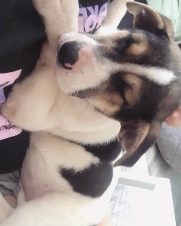 テイラー・グラブスのインスタグラム：「MEET ZIGGY💖 we recused this pretty girl from @wagmorpets and we are so in love! welcome to the fam bam cutie」