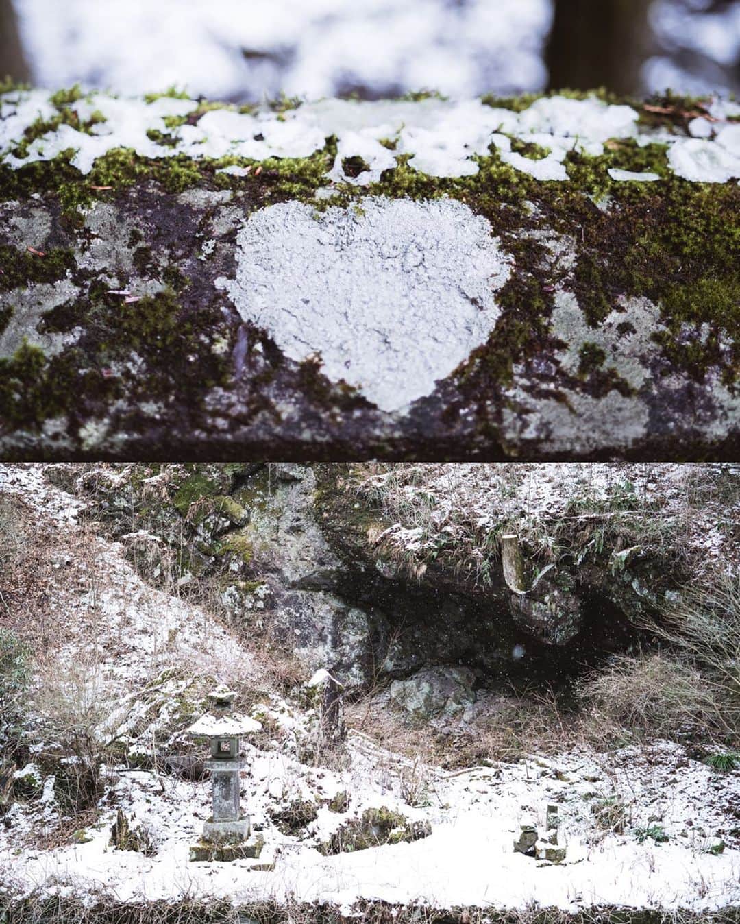 市川渚さんのインスタグラム写真 - (市川渚Instagram)「Haruna Shirine, Gunma⛩﻿ ﻿ ﻿ 先週末、いつもスノーシーズンにお世話になりまくる平出夫妻 @qpanzu @qpshuji に連れて行ってもらった、雪の榛名神社。苔に雪が積もってるの、初めてみた気がする。 ﻿ ﻿ しかし先週は凍るかとおもうくらい寒かったのに、今日は半袖でも大丈夫なくらい、春ですね🌸﻿ ﻿ ﻿ #榛名神社#harunashirine#a7iii#sonya#sonyalpha#zeisslens#zeissbatis#batis40mm#ツァイス写真部」3月22日 10時52分 - nagiko