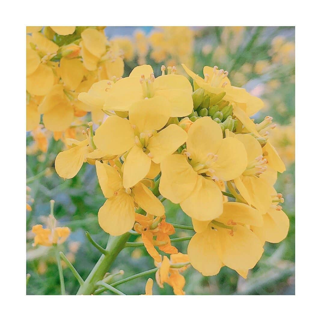 佐々木瞳さんのインスタグラム写真 - (佐々木瞳Instagram)「【春を感じて🌼】 ・ 風が強いですが 日差しは暖かいですね☺️ ・ お散歩で出逢った菜の花🌼 菜の花の花言葉は、 「快活」「明るさ」 ・ コロナでどんよりした空気がありますが、気持ちは明るく‼️ 今日一日も、元気に過ごしましょう😘  #春 #花好きな人と繋がりたい #花好き #flower #お散歩 #菜の花 #花言葉 #花言葉シリーズ #春の花々 #春が来たよ」3月22日 10時56分 - hitomihappygirl1026