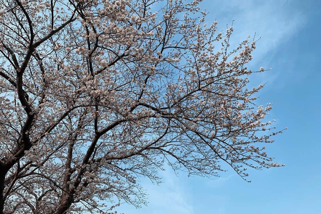 京田知己のインスタグラム：「次の週末まで持ってくれるといいなぁ。」
