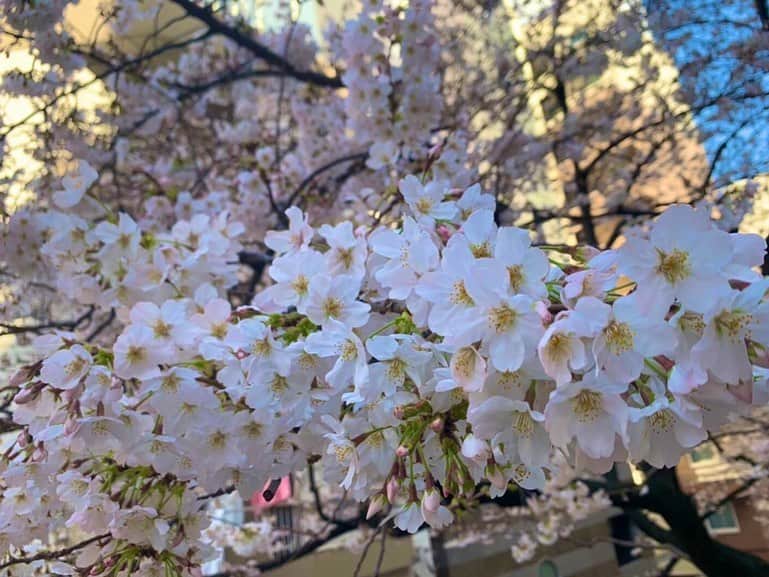 鷹木信悟さんのインスタグラム写真 - (鷹木信悟Instagram)「‪花見がてらに散歩🚶‍♂️‬ ‪満開が見れるのは5日程度‬ ‪桜は日本人の心である...🌸🇯🇵🌸‬」3月22日 11時29分 - takagi__shingo