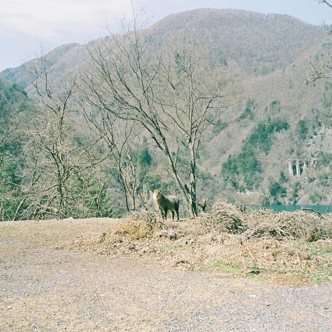 Aya（高本彩）さんのインスタグラム写真 - (Aya（高本彩）Instagram)「ニホンカモシカに出会った。  #photobyaya#film#filmphotography#日本#ニホンカモシカ#長野県#初めて見たから鹿なのか猪なのか分からなくてハーフかと思った#もののけ姫#偶然#こっちみてる#今日はカメラを持ってどこにいこう#ワクワク」3月22日 11時33分 - aya_dream04