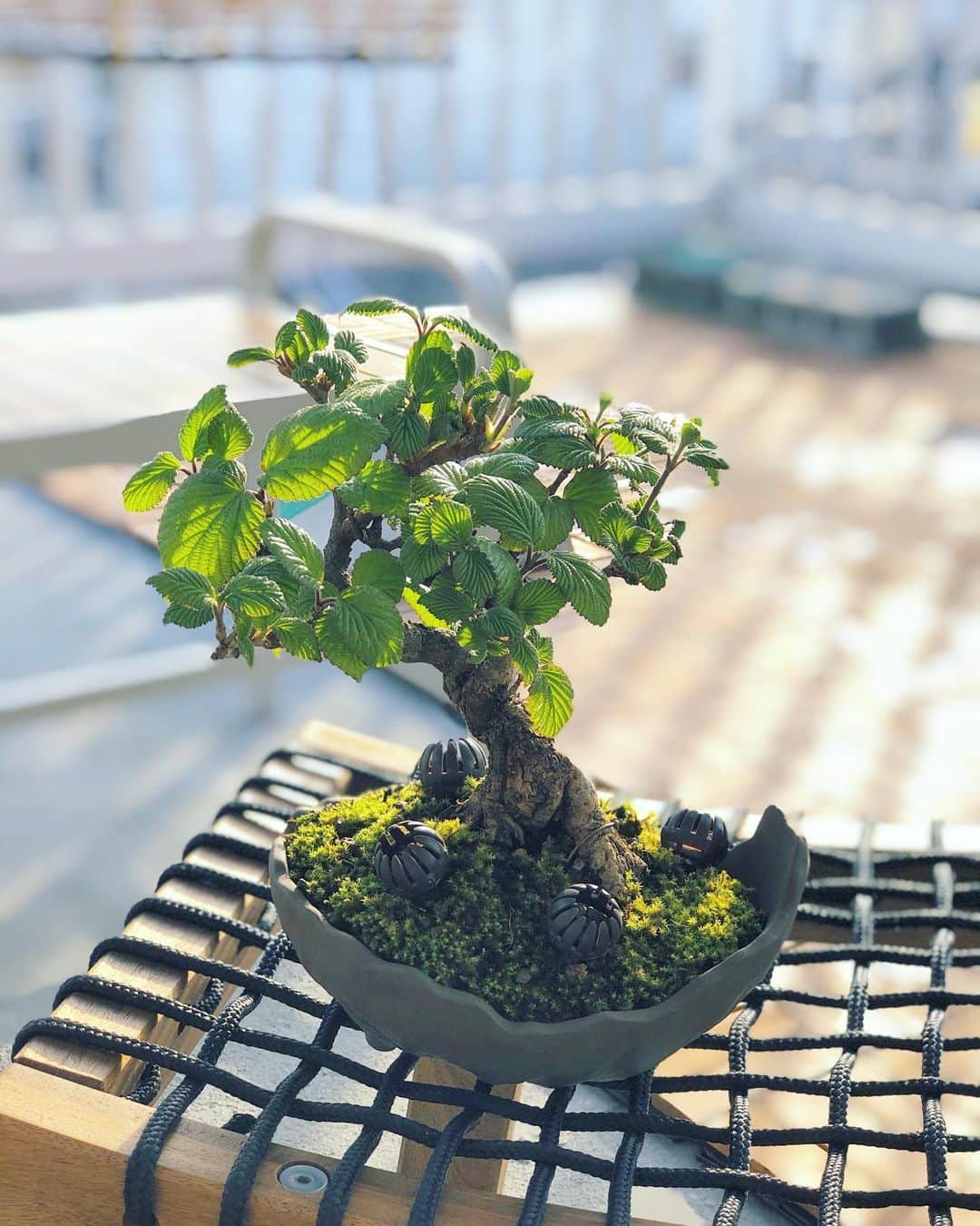 金成公信のインスタグラム：「ガマズミがたまらん。 #ガマズミ #盆栽 #bonsai #bonsaijapan #japanesebonsai #wabisabi #bonsailovers #bonsailife #bonsaitree #bonsaiart #bonsaigram #bonsaiworld #plants #tree #greenlife #greenlifestyle #苔 #moss」