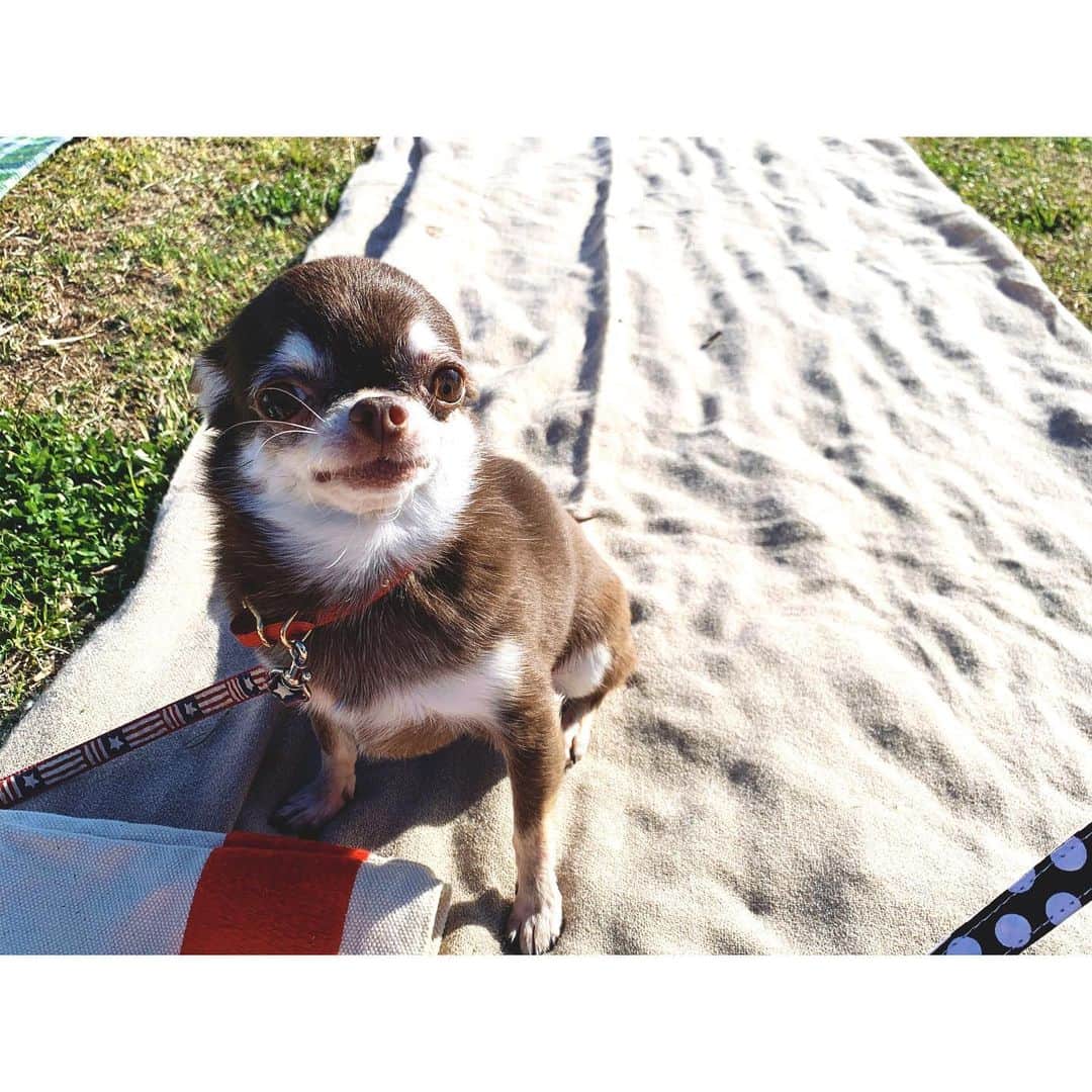 上野なつひのインスタグラム：「散歩日和😚 #上野きなこ #上野チョコ #上野マハロ #チワワ家族」