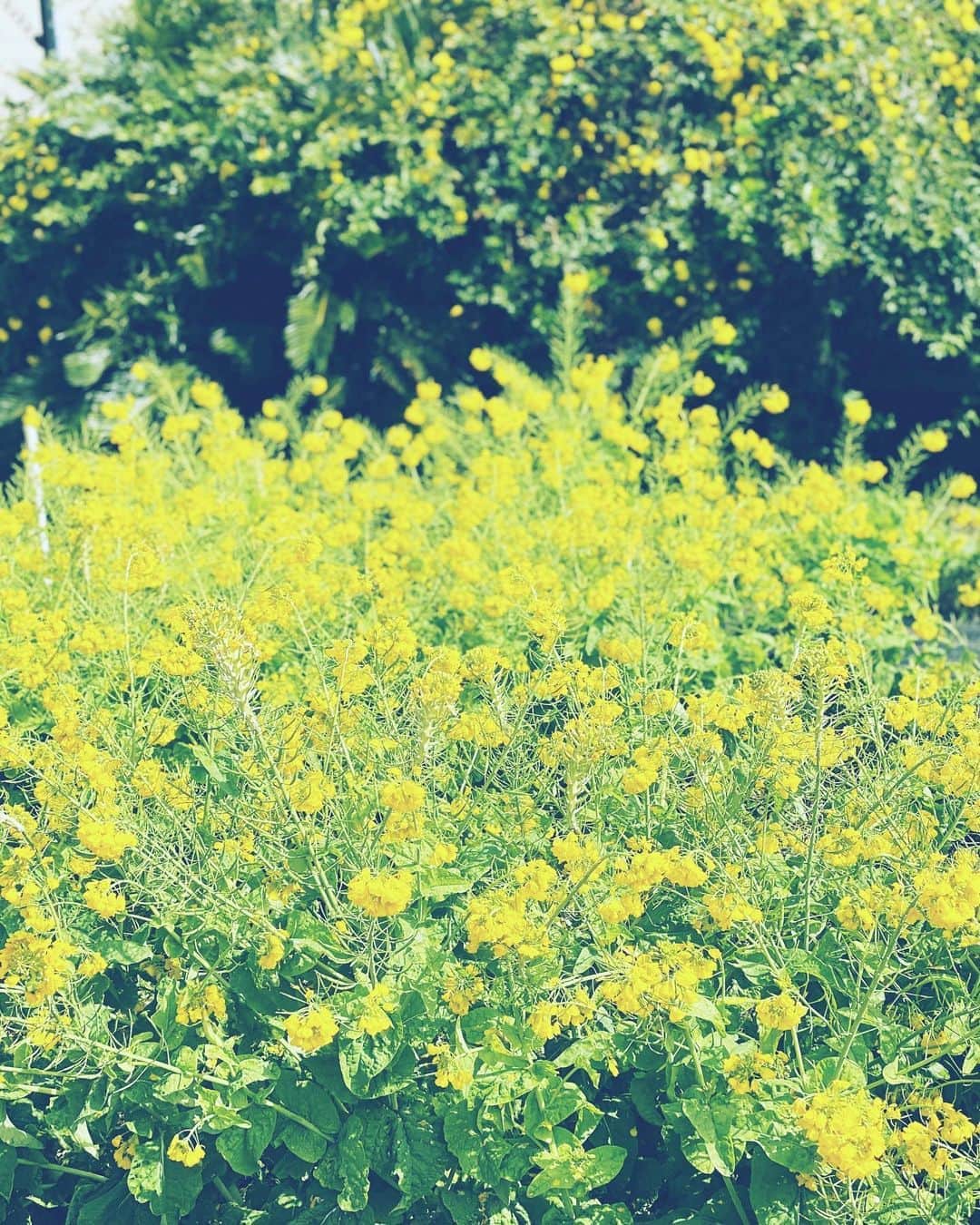 徳永有美さんのインスタグラム写真 - (徳永有美Instagram)「今日は花粉がきついです…。ヒノキの花粉が飛び始めてますと昨日ニュースで言ってましたが。それかな。 菜の花の黄色が優しい。」3月22日 12時16分 - yumi_tokunaga.official