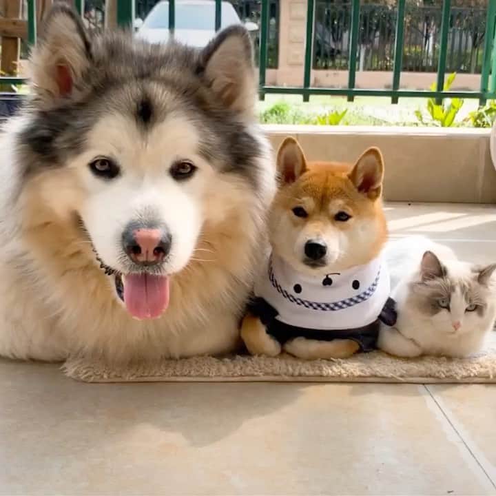 husky and malamuteのインスタグラム：「😆😆😆Family party.  follow @alaskandaily （Twitter：alaskandaily）for more cute pic and video.😜 ……………………………………………………………… Each video was approved by the original author. But  don't have a Instagram account. We are first one post those video. So watermark credit @alaskandaily ……………………………………………………………… #alaskan#malamute#alaskanmalamute#alaskanhusky#malamutesofinstagram#puppylife#puppylove#puppydog#puppylover#dogdays#malamutepuppy#huskies#huskeypuppy#huskeiesreq#siberian#huskeiesofig#dogslife#dogsofnyc#cutedog#cutedogs#huskeypics#huskeylovers#huskygram#huskeylove#huskiesofinstagram#dogsofnyc#husky#狗」
