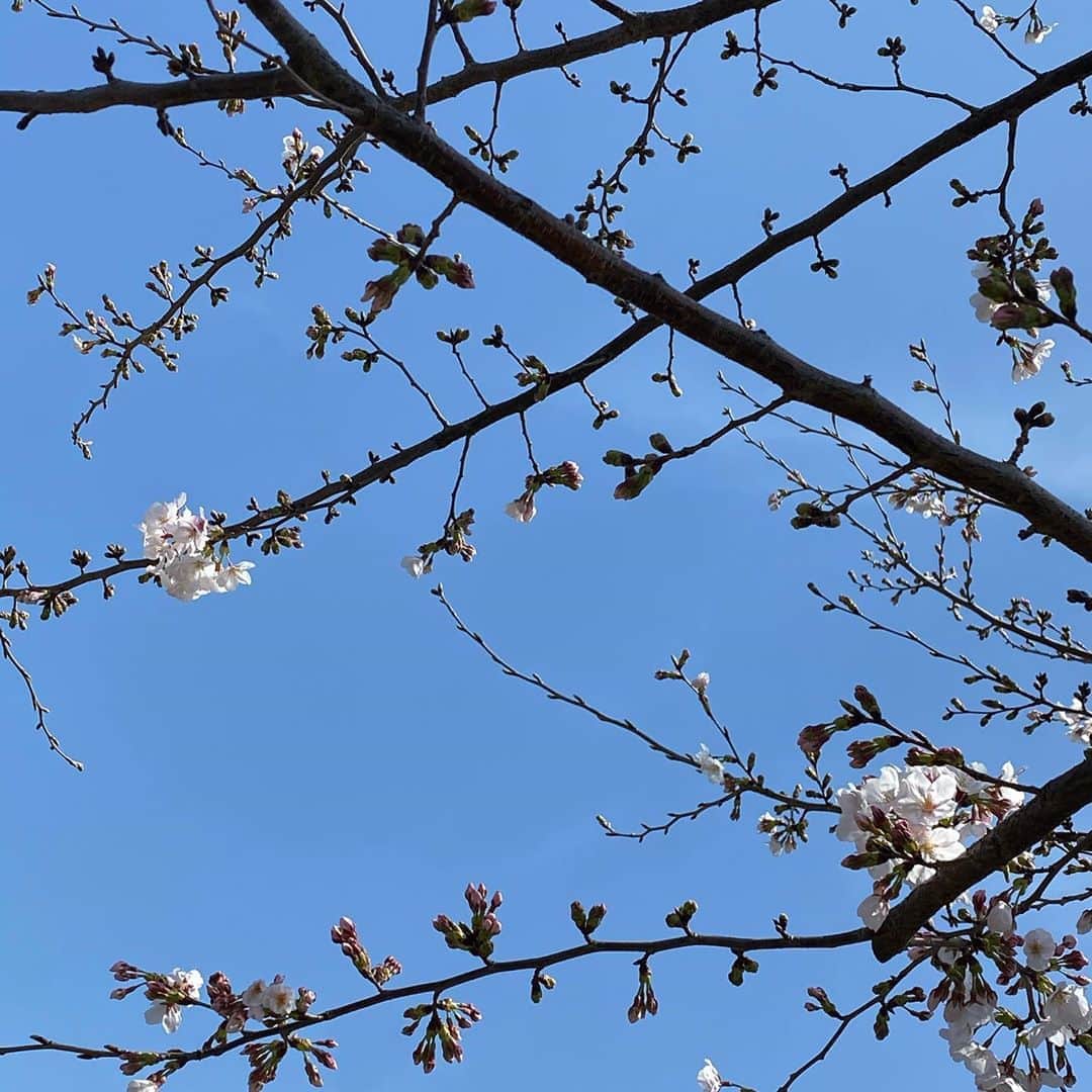 南果歩さんのインスタグラム写真 - (南果歩Instagram)「Cherry blossom in Tokyo🌸 Sprlng has come 😊😊😊 私の近くにも春が🌸 この大変な局面の中でも春は来る🍀 せめて隣人と仲良く、とは私の母の言葉🌸 コロナの終息して本当の春が訪れますように🍀🍀🍀 #桜 #お花見 #南果歩 #kahominami #japaneseactress」3月22日 12時48分 - kaho_minami