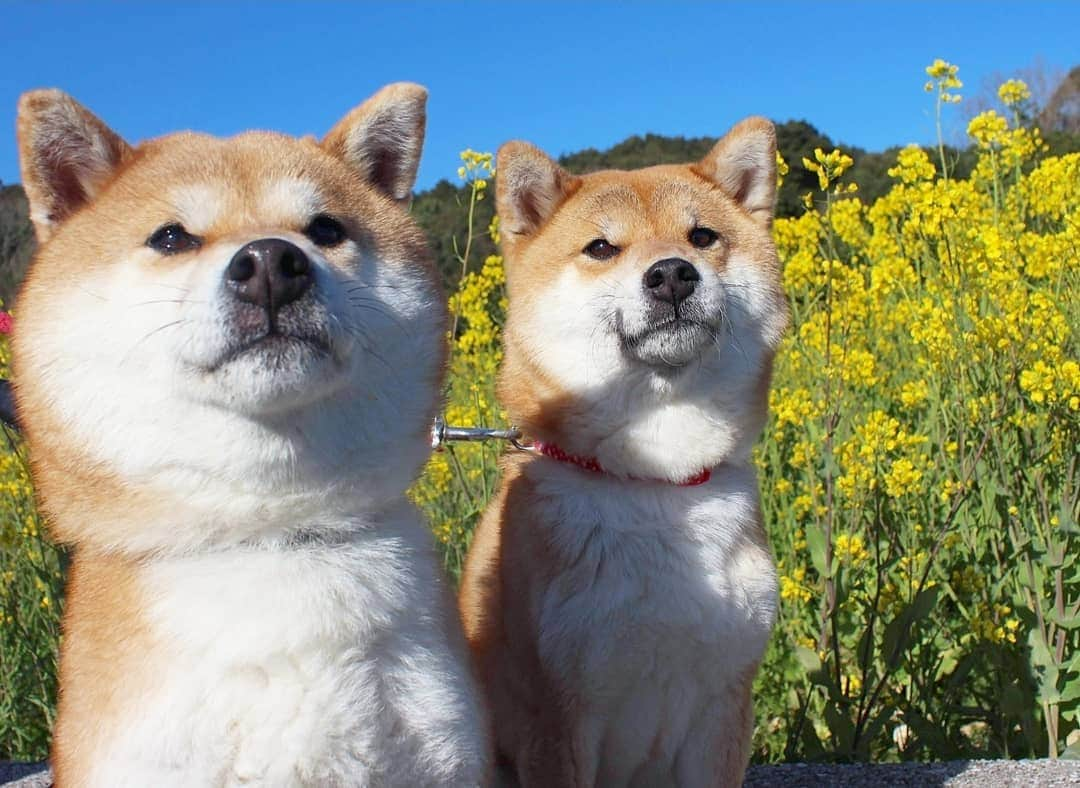 柴犬たま Shibainu Tamaのインスタグラム