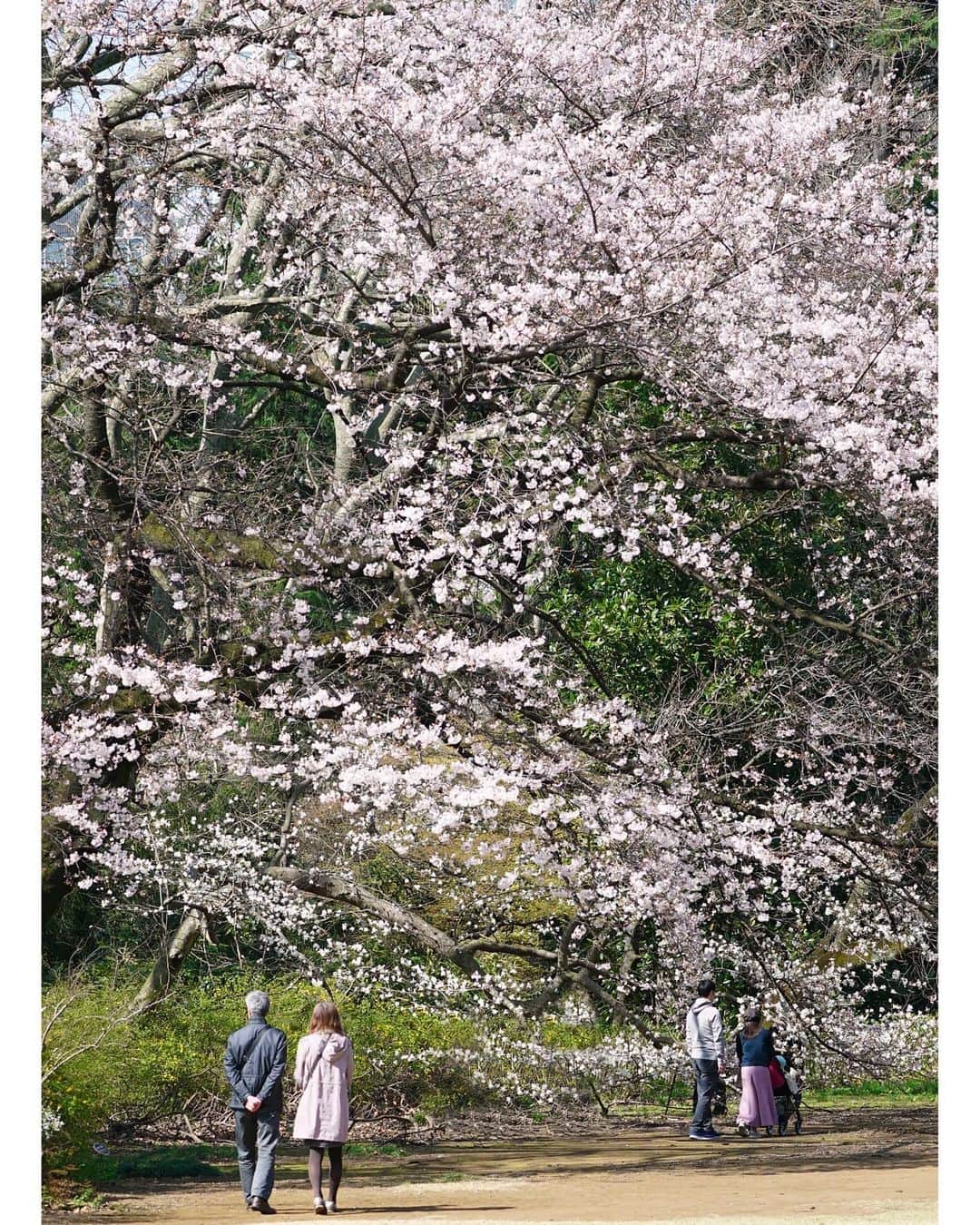 masayaさんのインスタグラム写真 - (masayaInstagram)「ShinjukuGyoen Tokyo  新宿御苑」3月22日 12時52分 - moonlightice